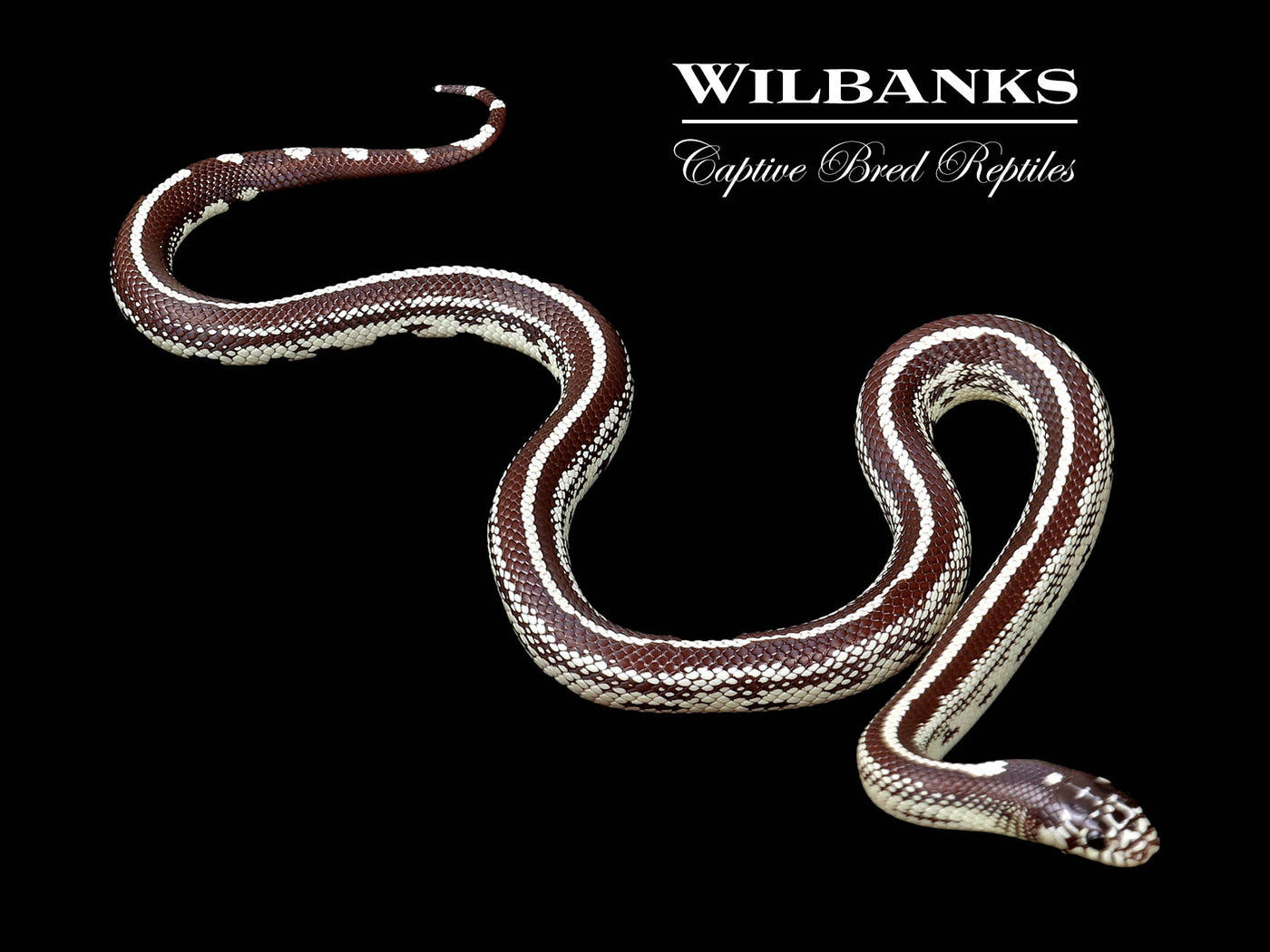 California Kingsnake ♀ '24