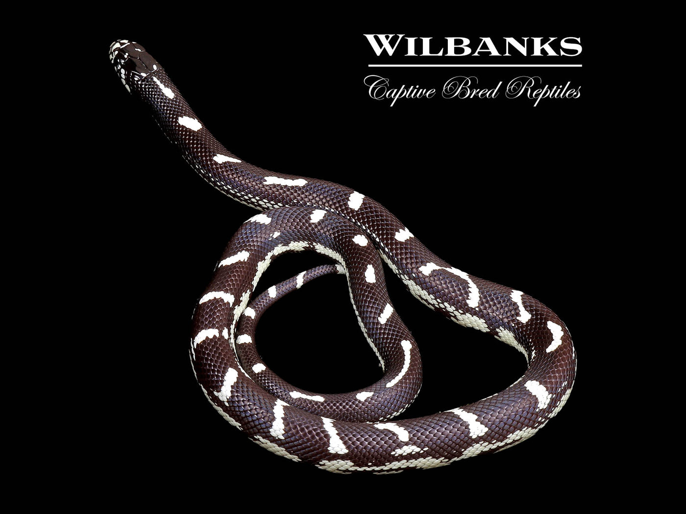 California Kingsnake ♀ '24