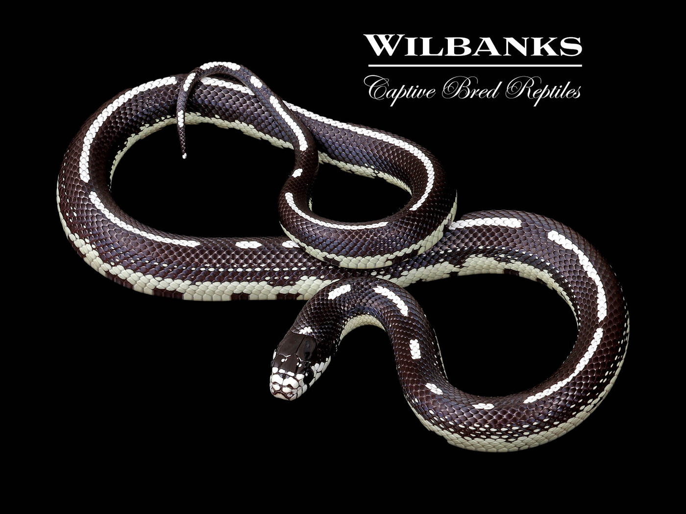 California Kingsnake ♀ '24