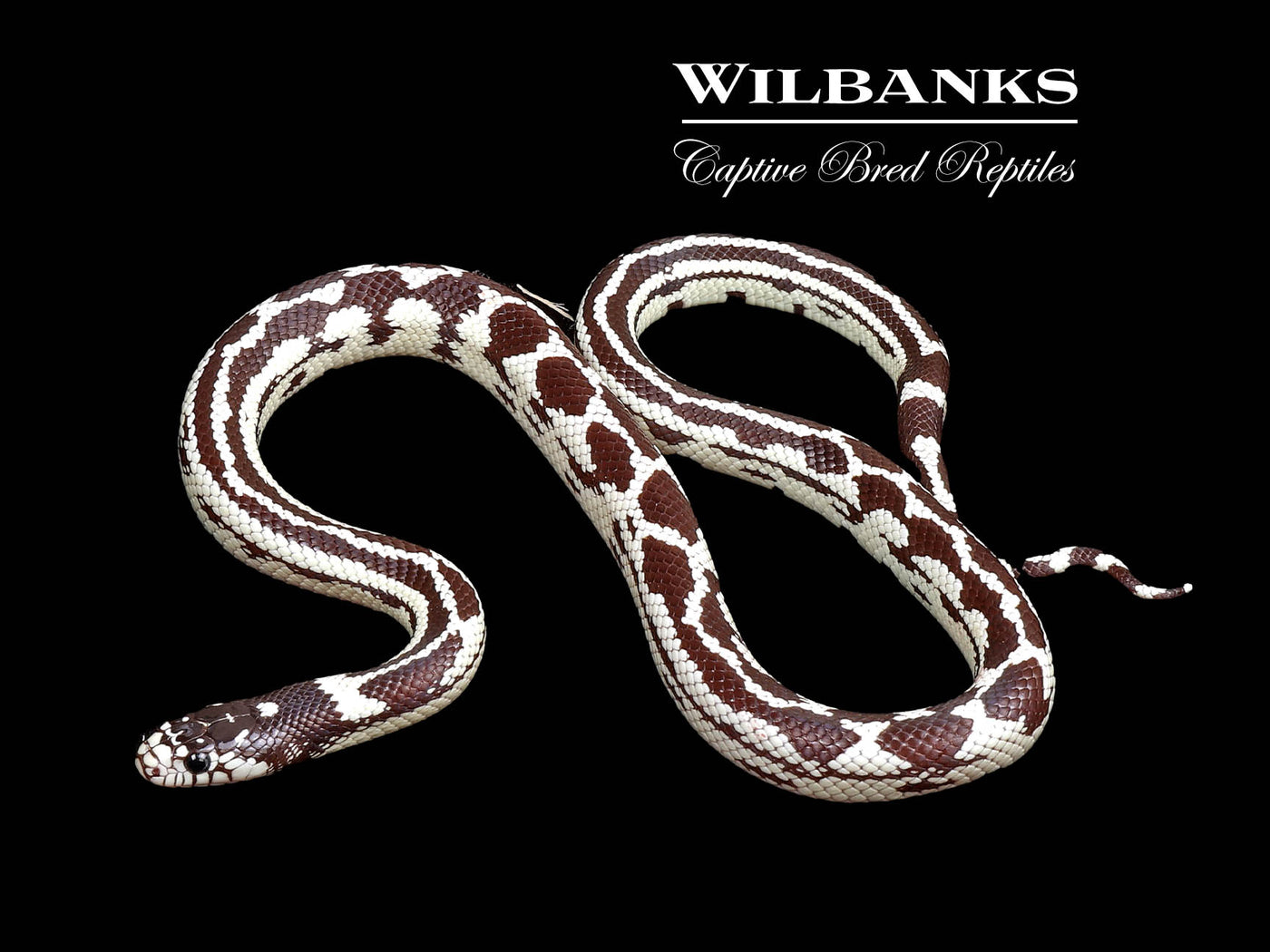 California Kingsnake ♀ '24