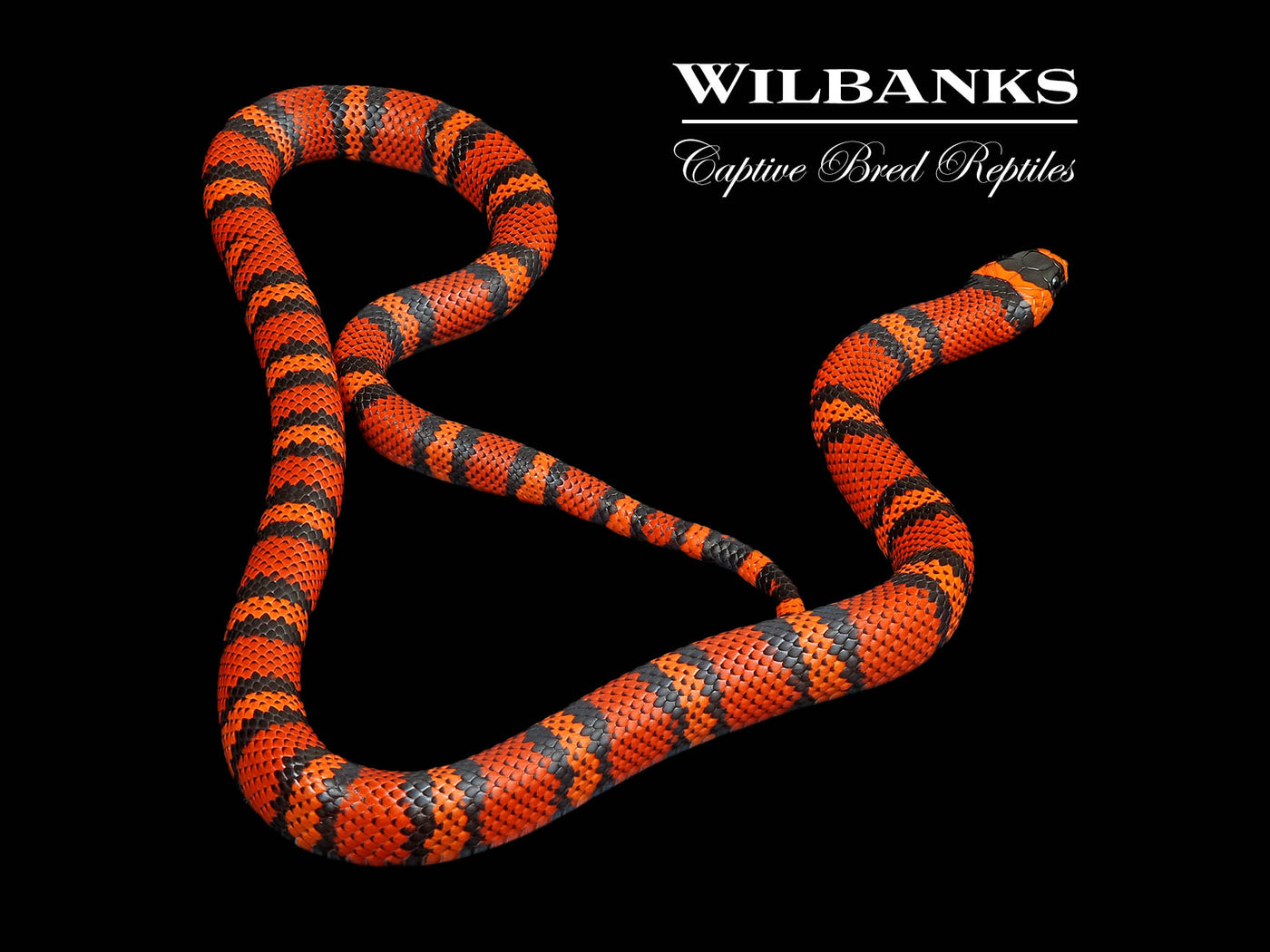 Tangerine Honduran Milksnake ♀ '24