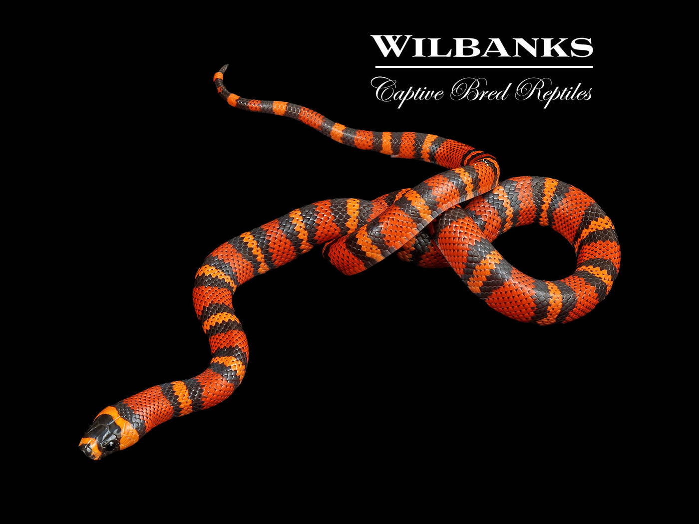 Tangerine Honduran Milksnake ♀ '24