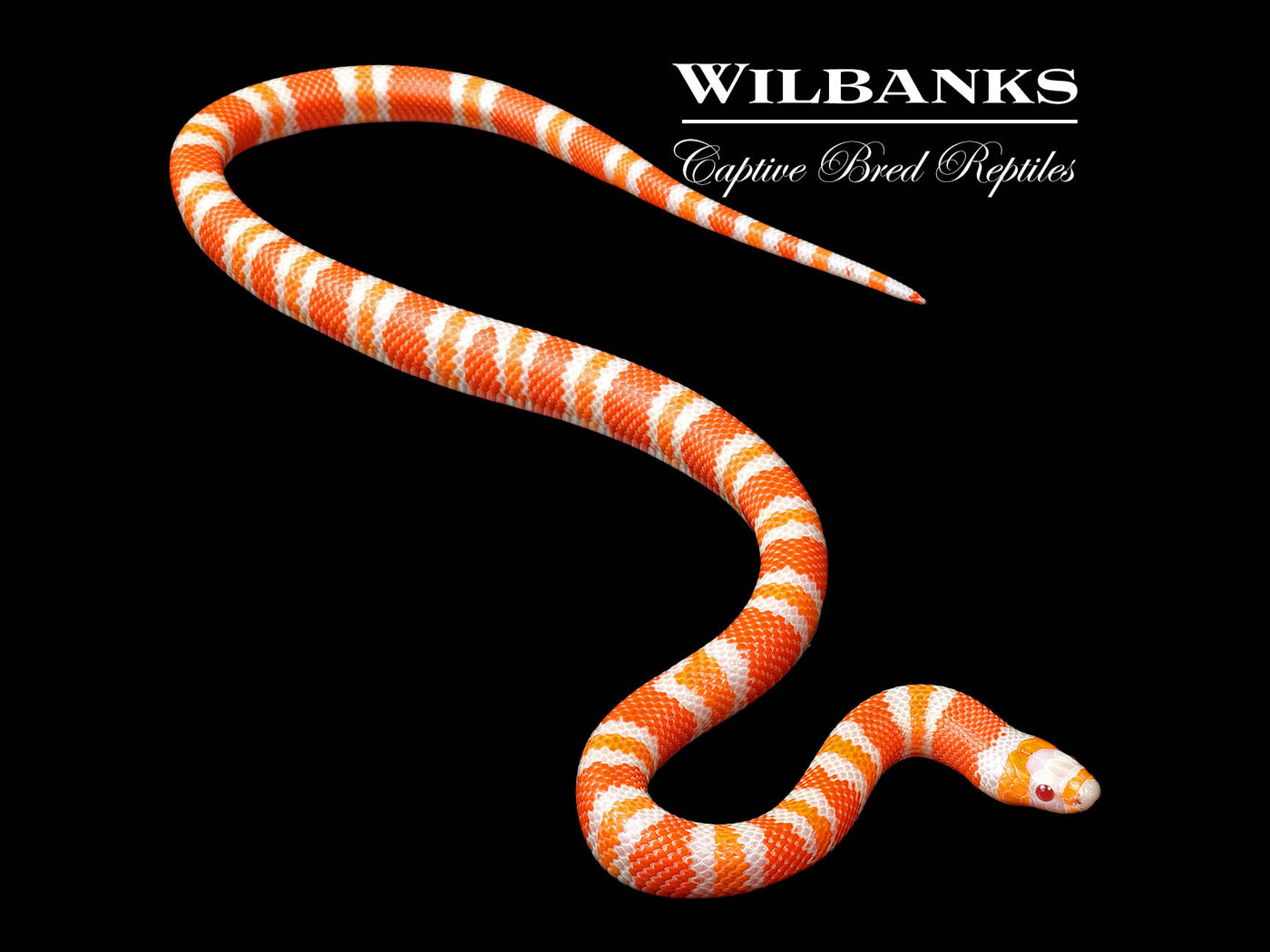 Albino Tangerine Honduran Milksnake ♀ '24