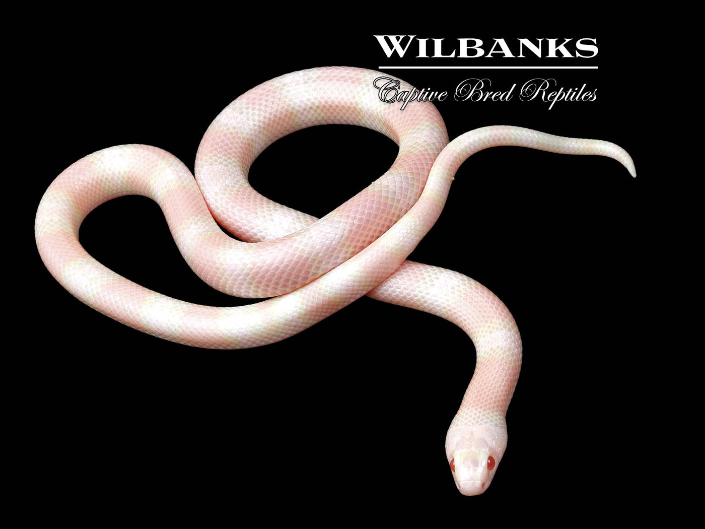 Snow Honduran Milksnake ♀ '24