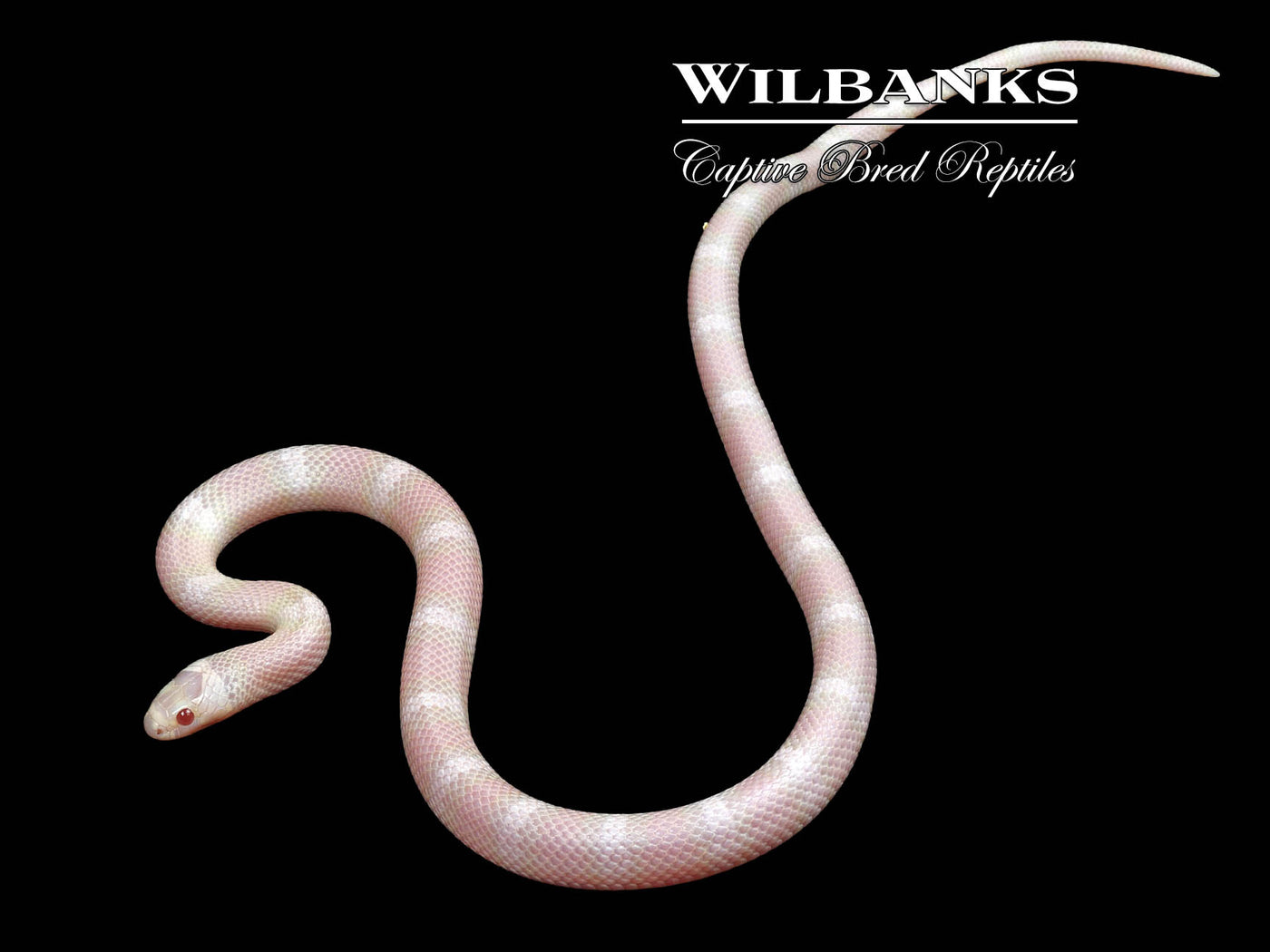 Snow Honduran Milksnake ♀ '24