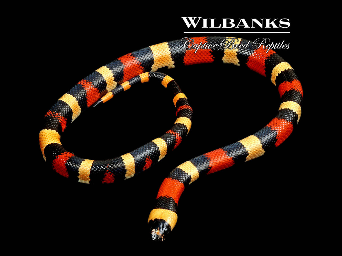 Apricot Pueblan Milksnake ♀ '24