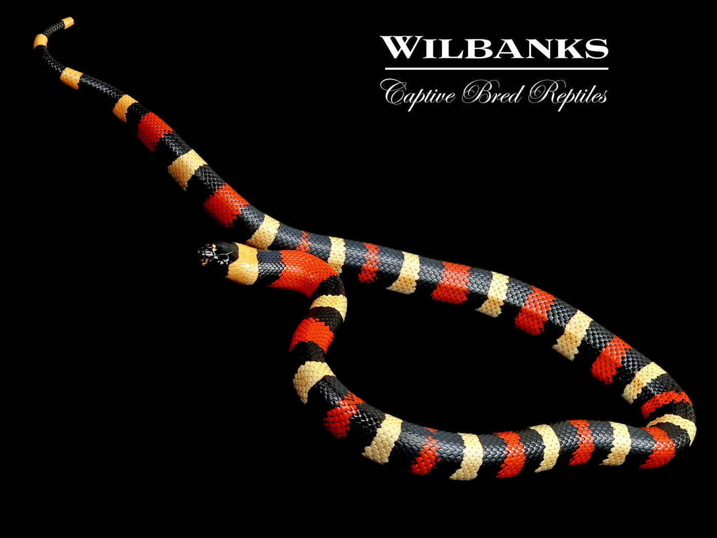 Apricot Pueblan Milksnake ♂ '24