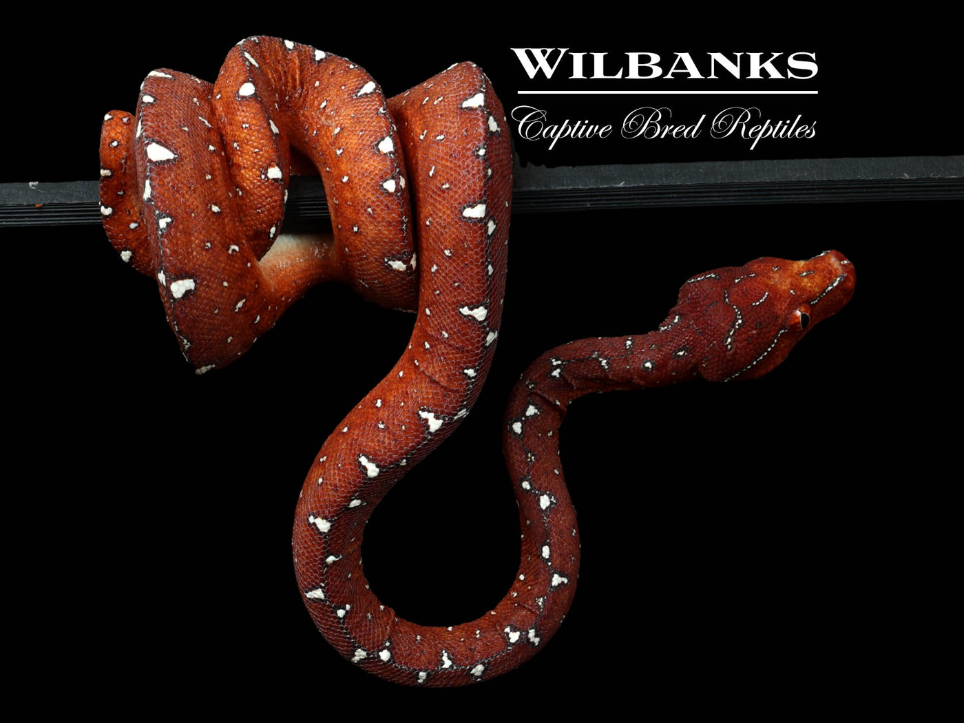 USCBB Biak Green Tree Python  '24