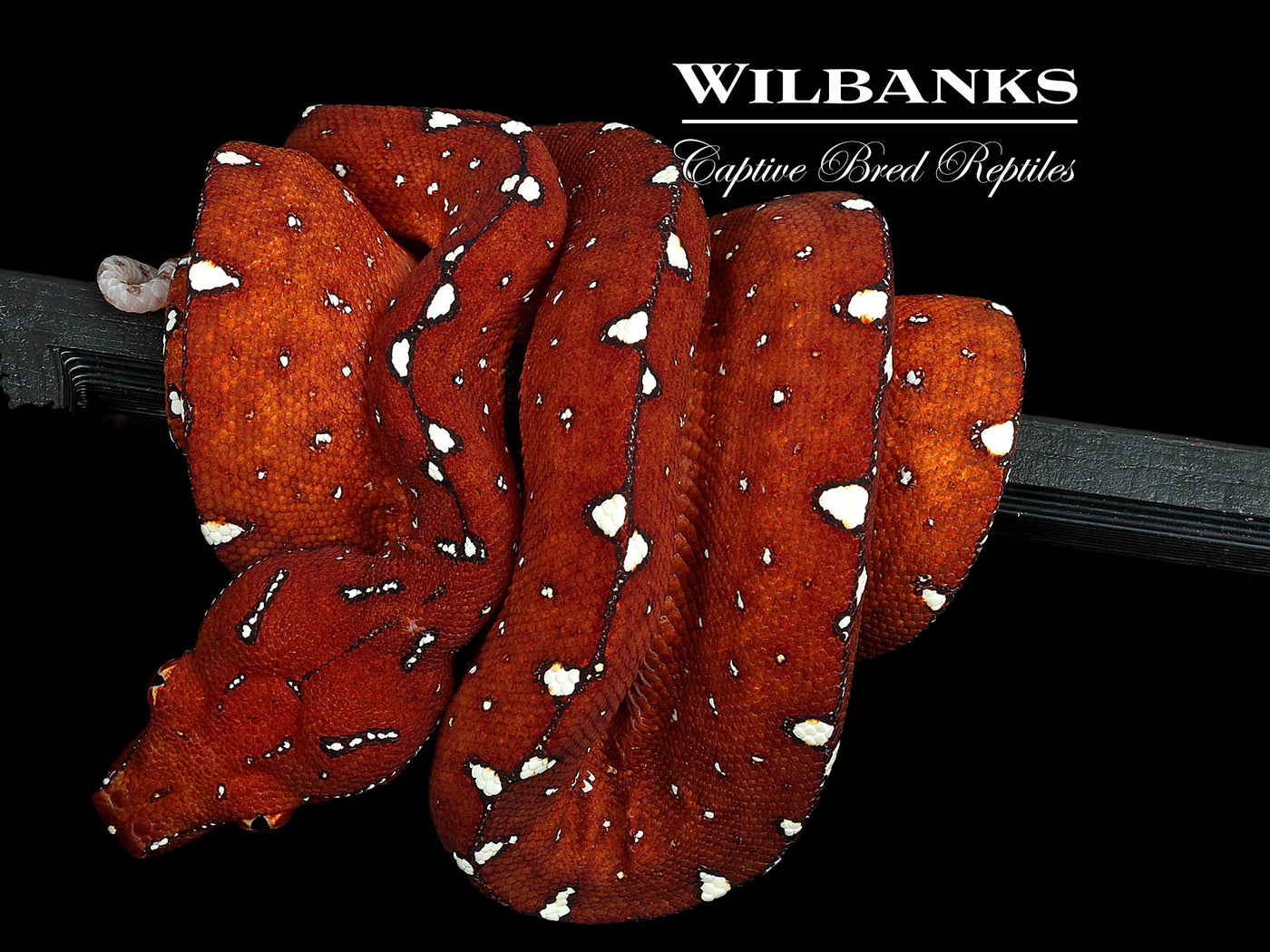 USCBB Biak Green Tree Python  '24
