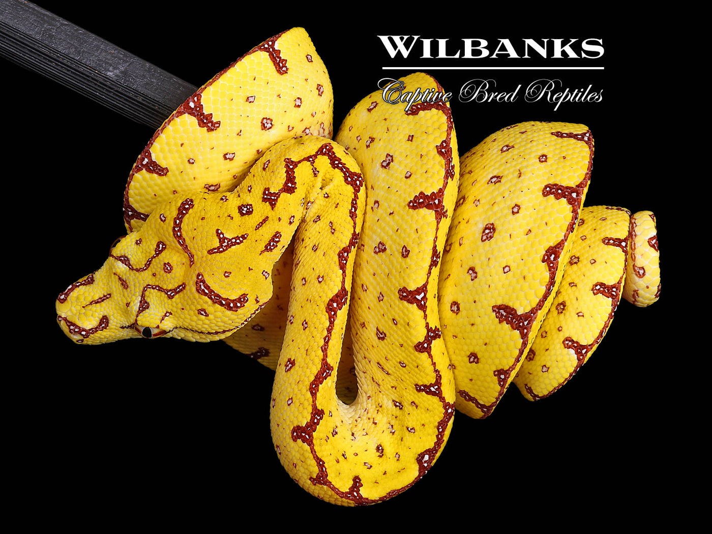 USCBB Jayapura Green Tree Python  '24