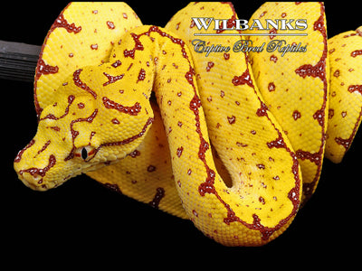 USCBB Jayapura Green Tree Python  '24
