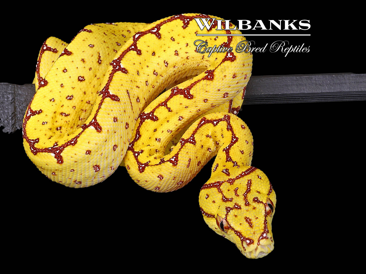 USCBB Jayapura Green Tree Python  '24