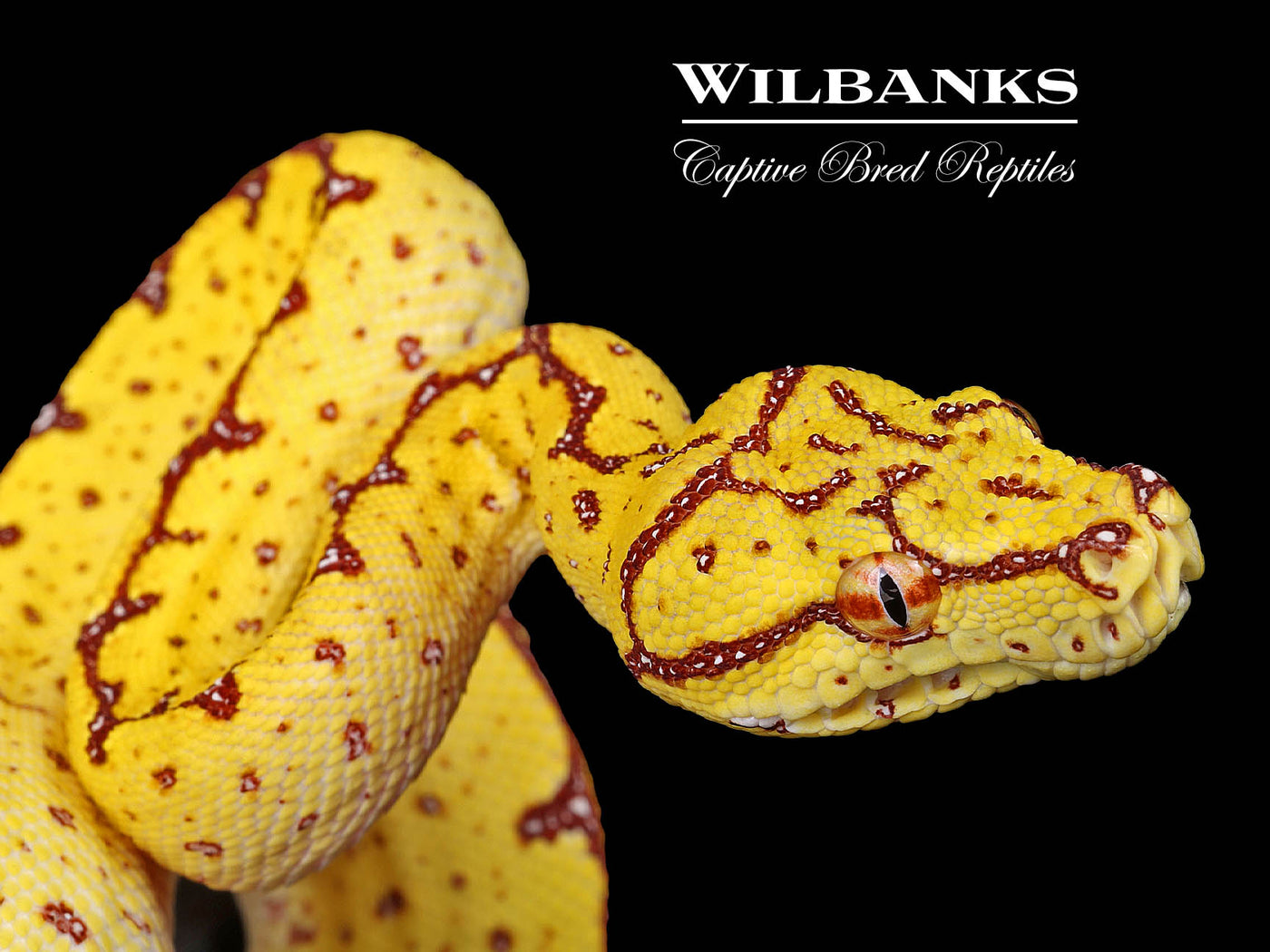 USCBB Jayapura Green Tree Python  '24