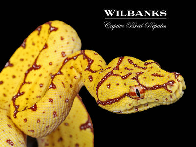 USCBB Jayapura Green Tree Python  '24