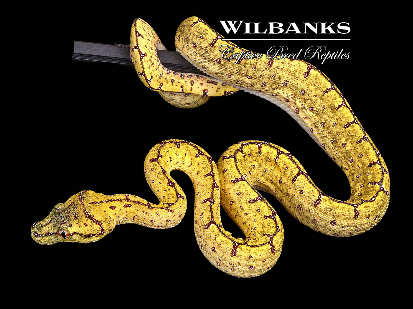 USCBB Jayapura Green Tree Python  '24