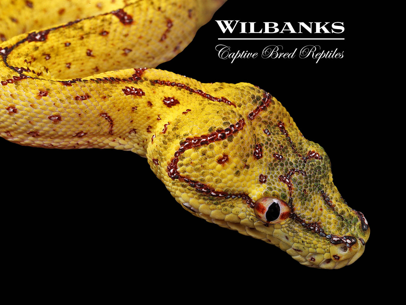USCBB Jayapura Green Tree Python  '24