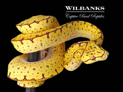 USCBB Jayapura Green Tree Python  '24