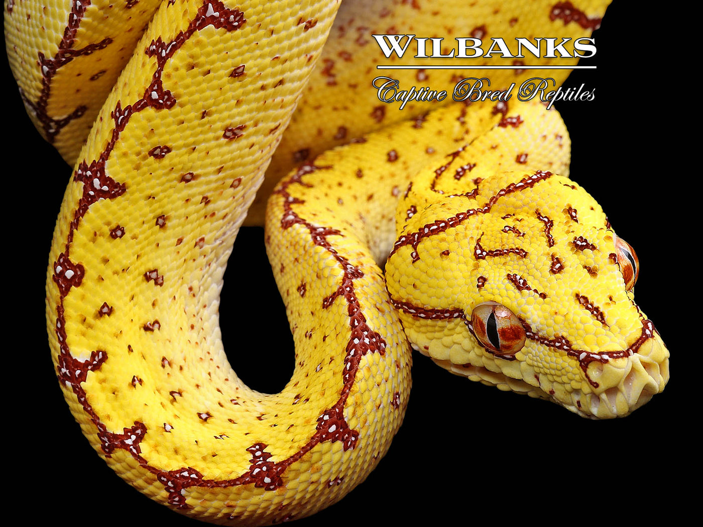 USCBB Jayapura Green Tree Python  '24