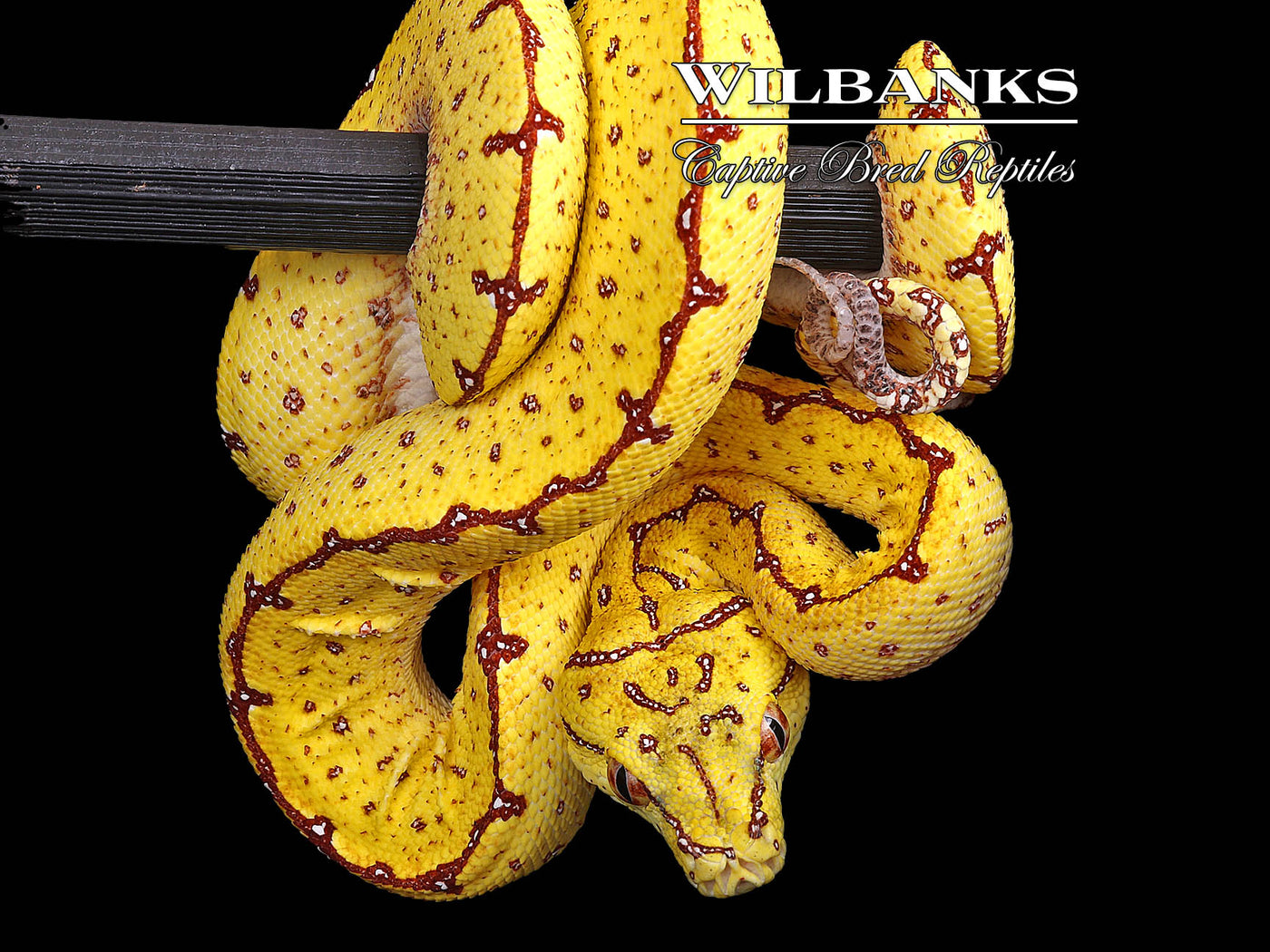 USCBB Jayapura Green Tree Python  '24