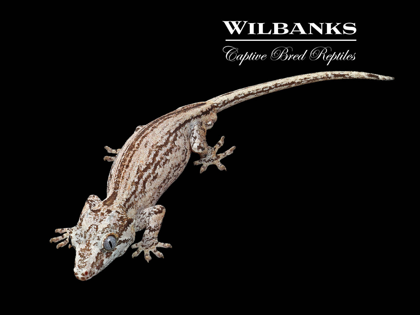 Striped Gargoyle Gecko '24
