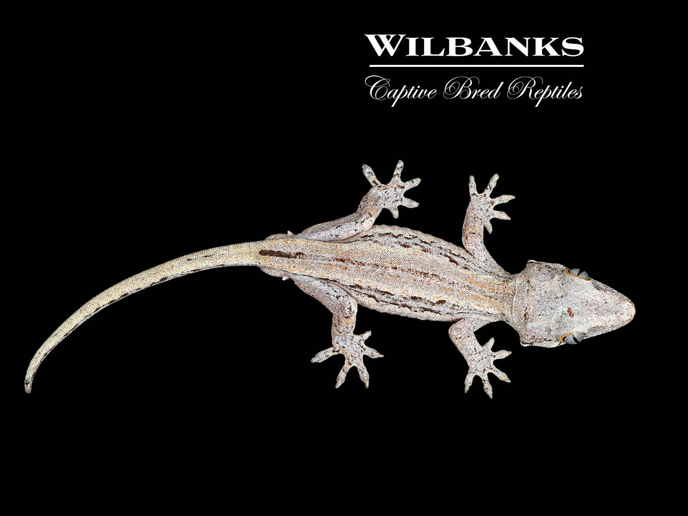 Striped Gargoyle Gecko '24