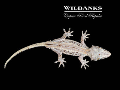 Striped Gargoyle Gecko '24