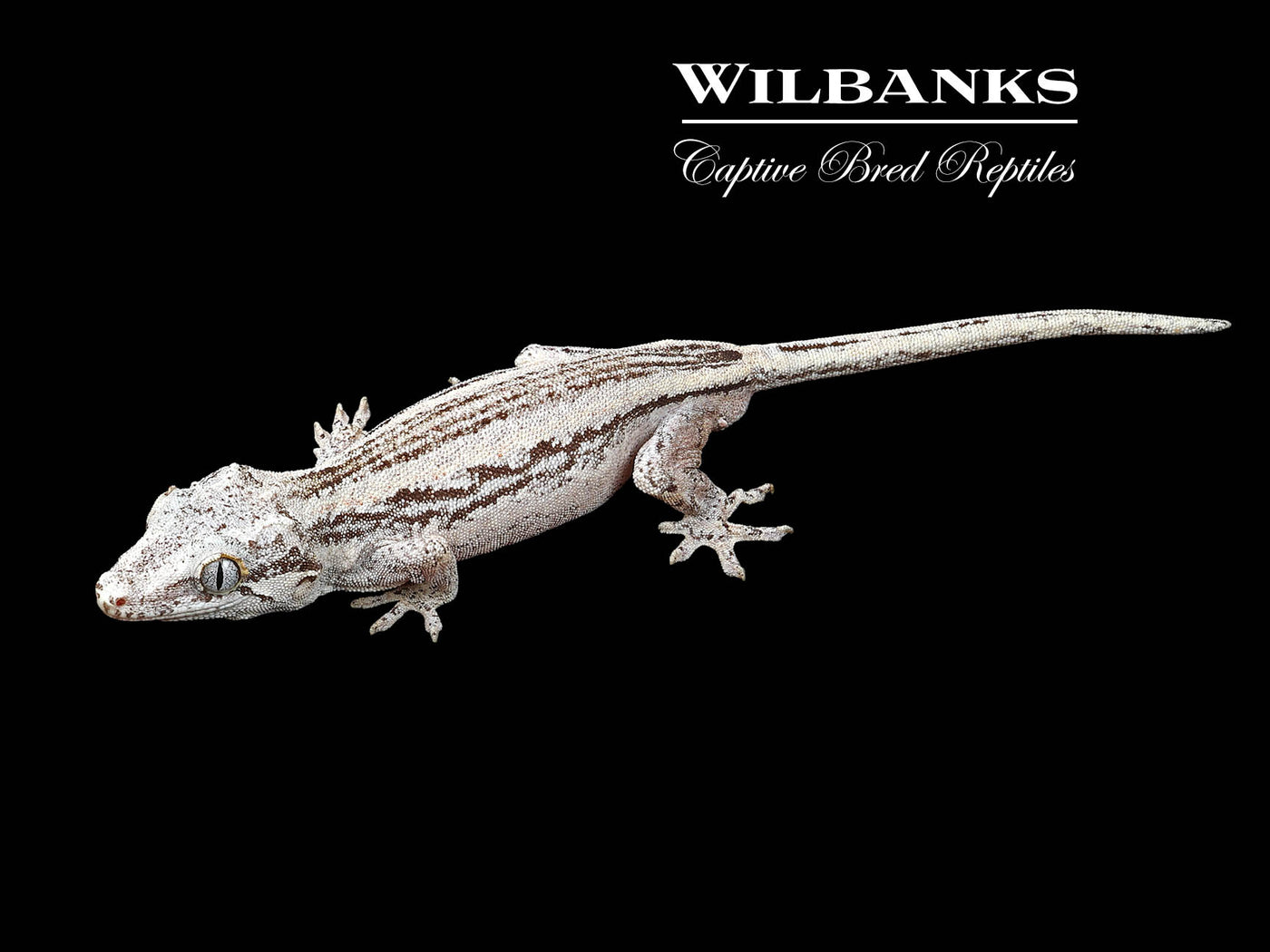 Striped Gargoyle Gecko '24