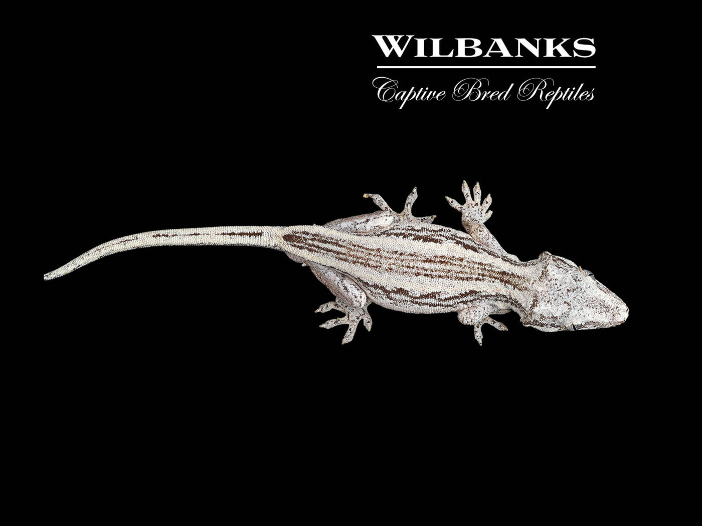 Striped Gargoyle Gecko '24