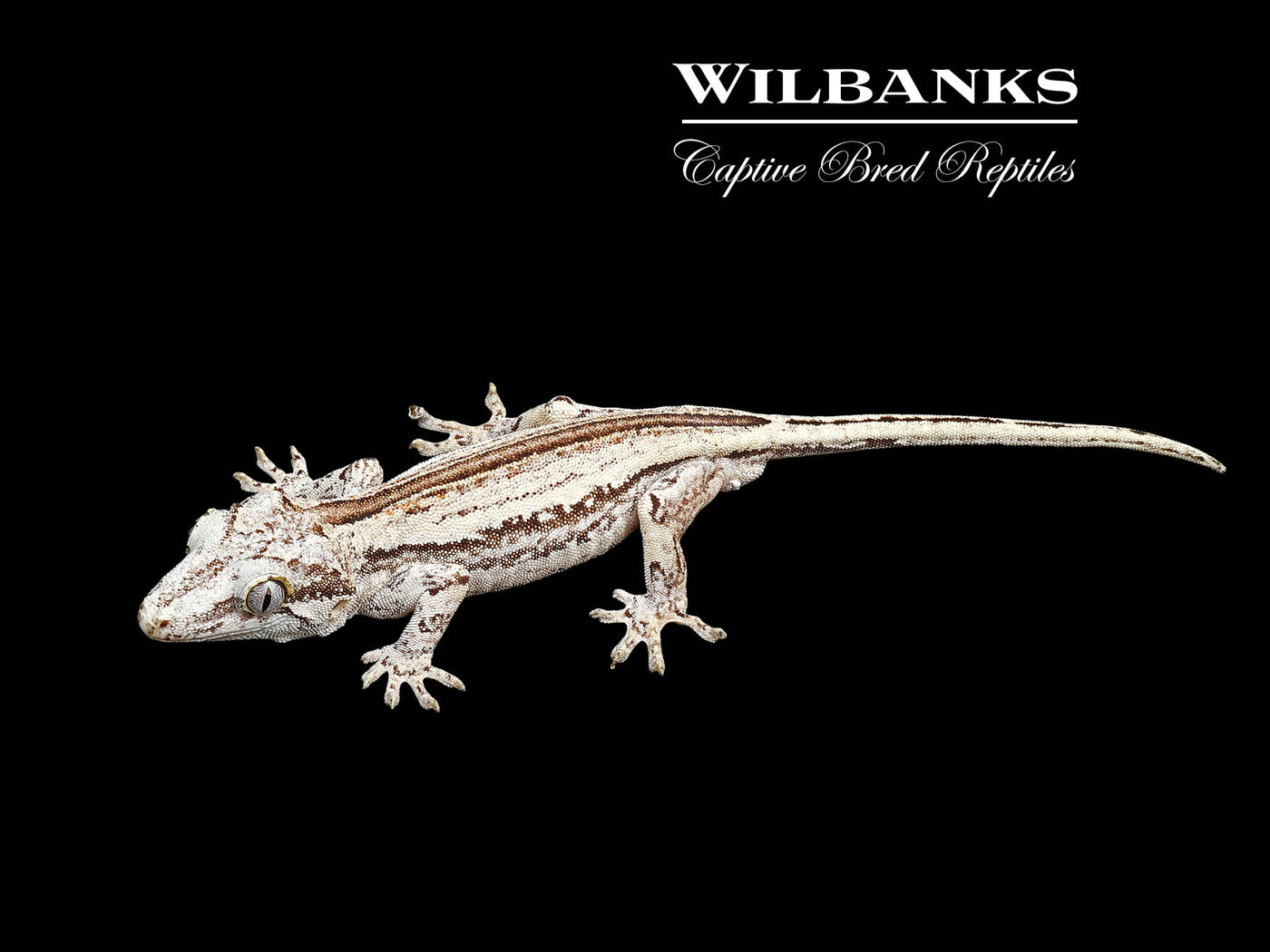 Striped Gargoyle Gecko '24