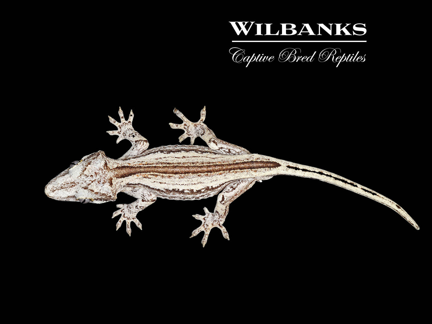 Striped Gargoyle Gecko '24