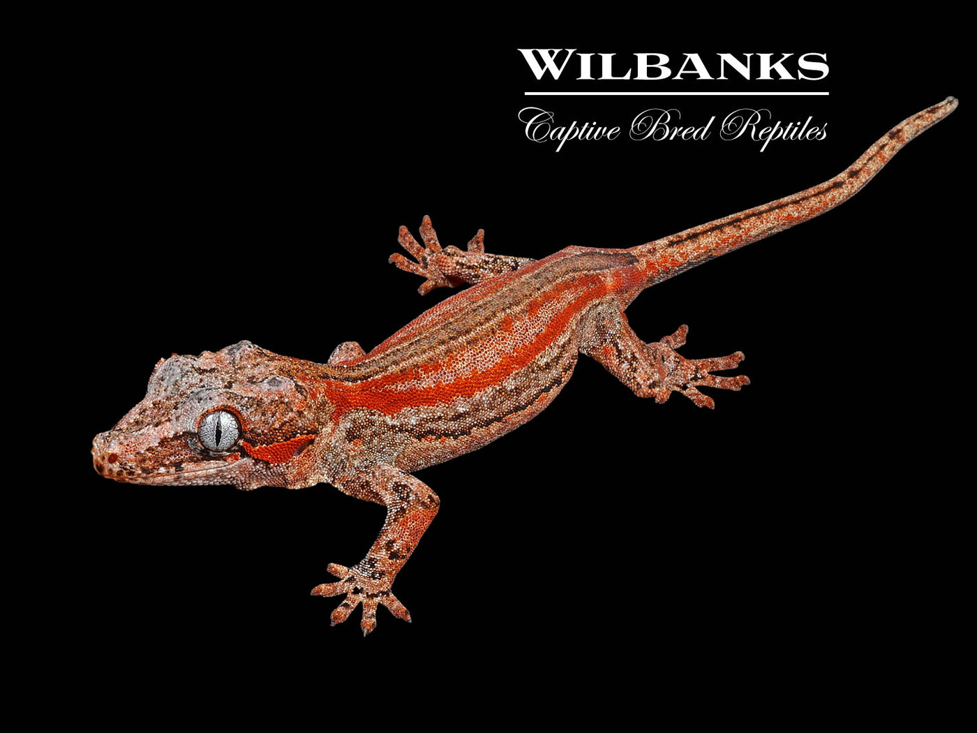 Red Striped Red Base Gargoyle Gecko '24