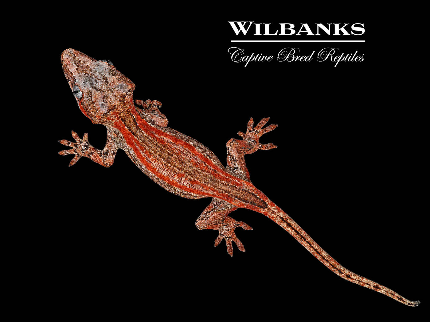 Red Striped Red Base Gargoyle Gecko '24