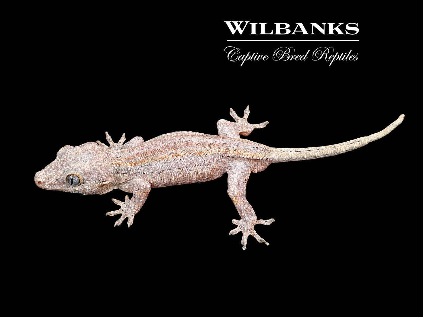 Orange Striped Gargoyle Gecko '24