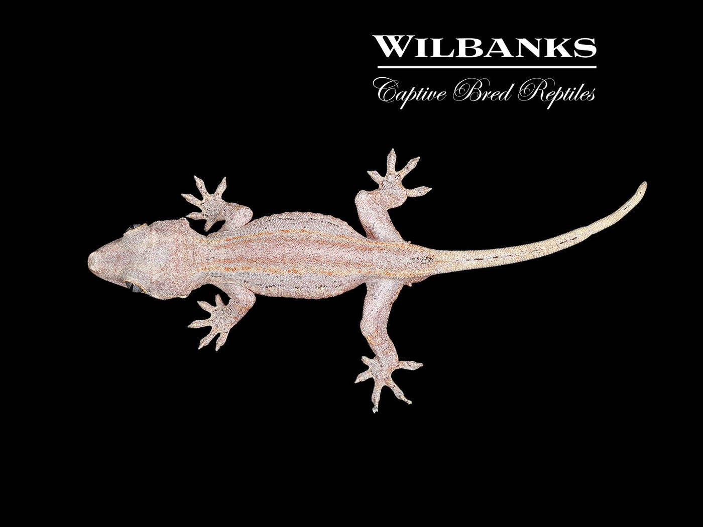 Orange Striped Gargoyle Gecko '24