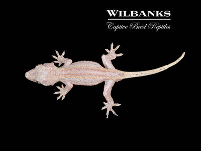 Orange Striped Gargoyle Gecko '24