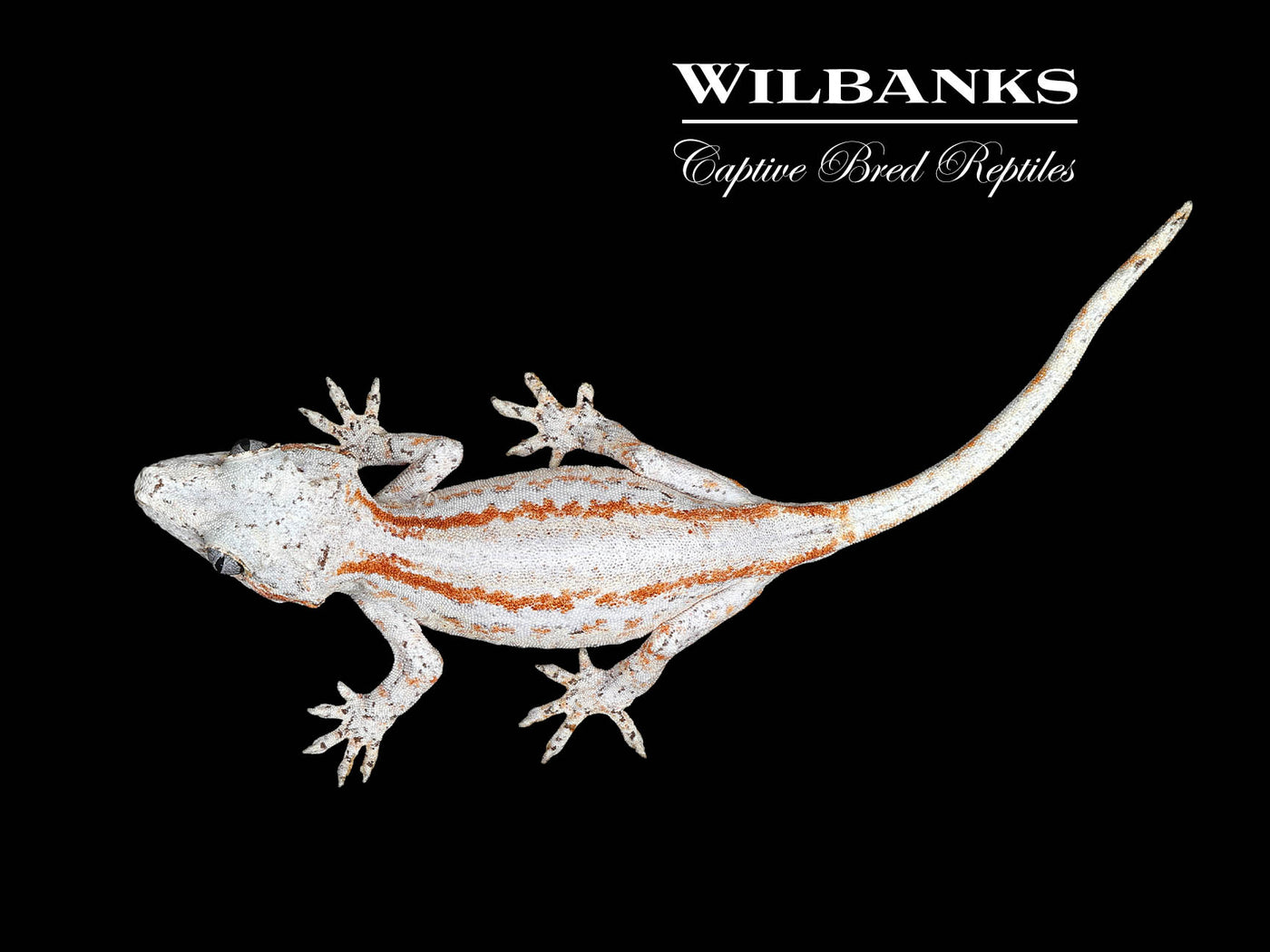 Orange Striped Gargoyle Gecko '24