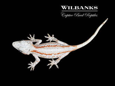 Orange Striped Gargoyle Gecko '24