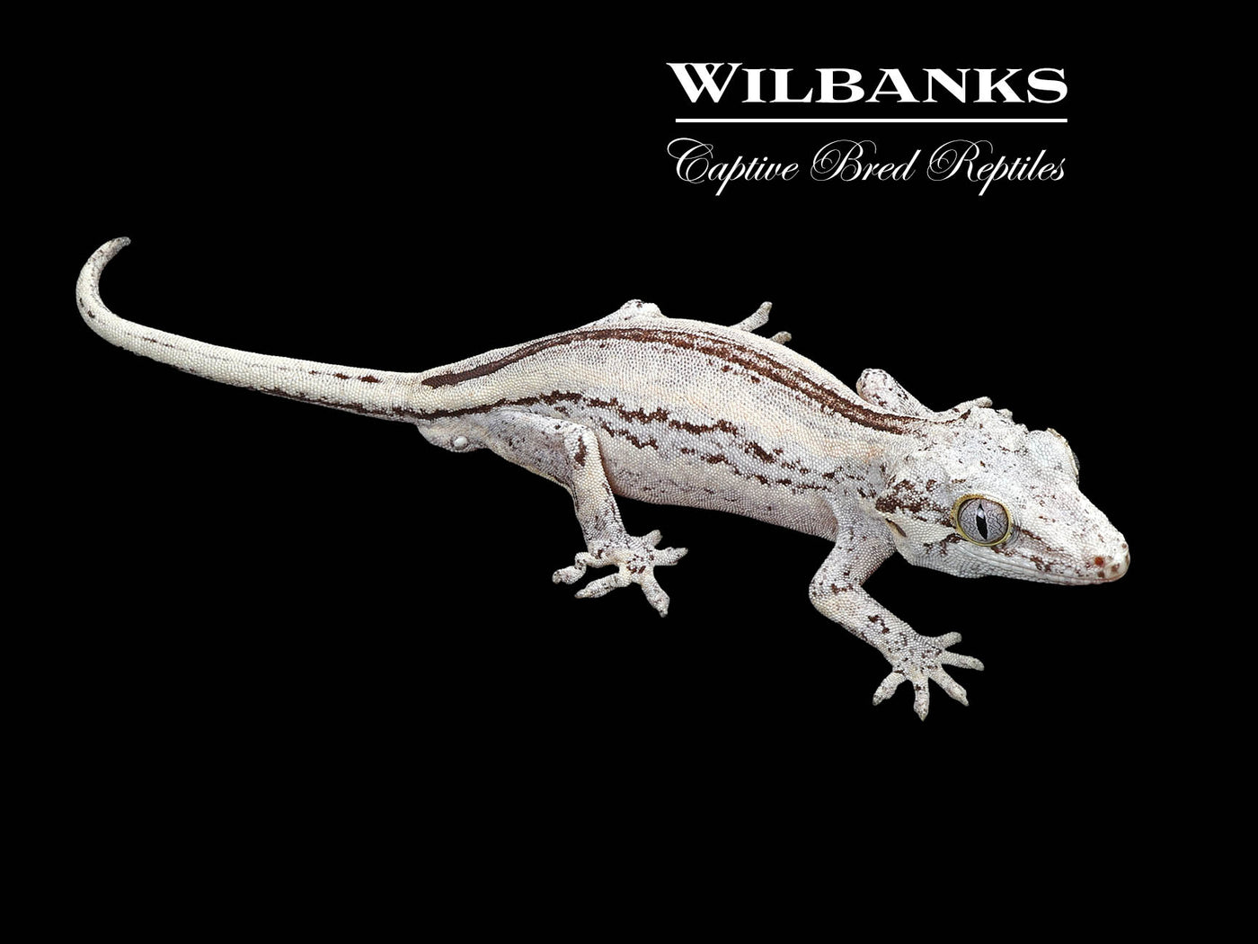 Striped Gargoyle Gecko '24
