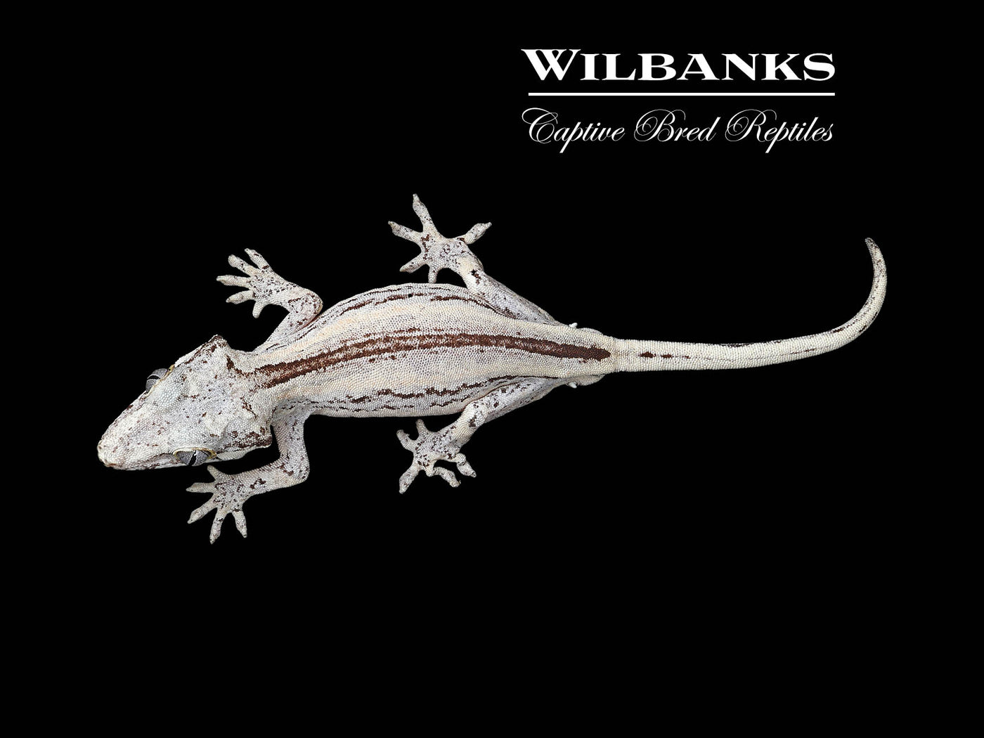 Striped Gargoyle Gecko '24