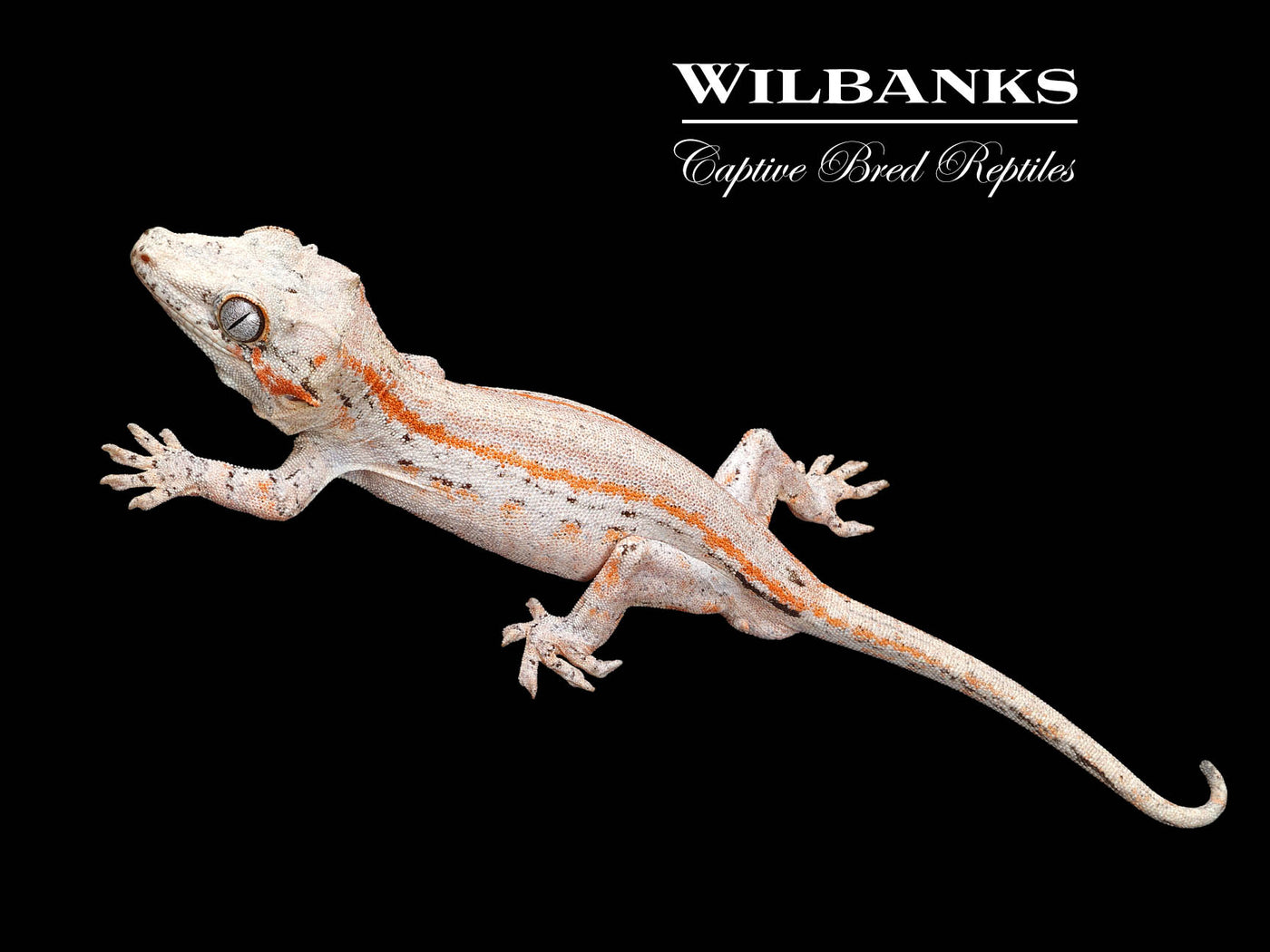 Orange Striped Gargoyle Gecko '24