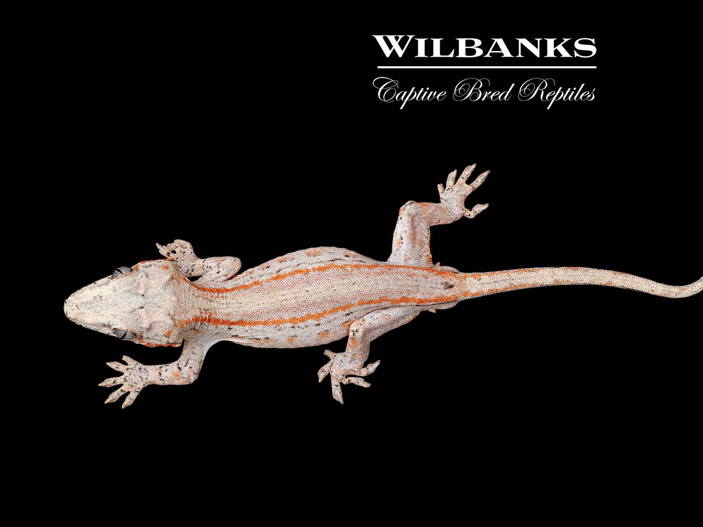 Orange Striped Gargoyle Gecko '24