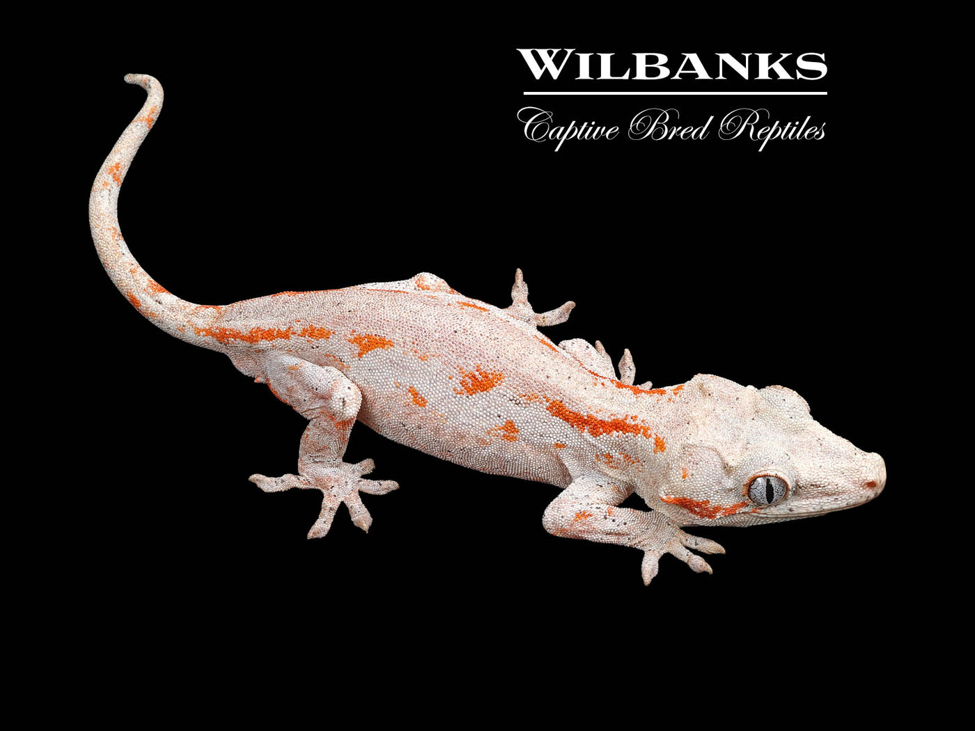 Orange Striped Gargoyle Gecko '24