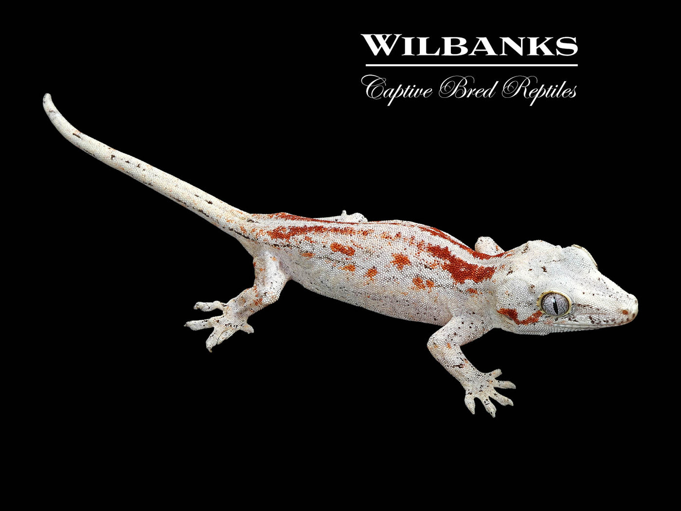 Red Striped White Base Gargoyle Gecko '24