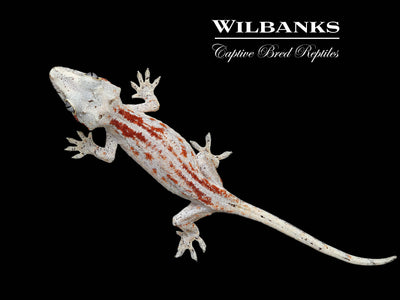 Red Striped White Base Gargoyle Gecko '24