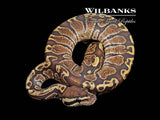 Disco GHI Ball Python ♂ '25