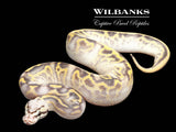 Pastel Leopard Highway Ball Python ♀ '25
