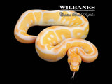 Grail (Lavender Clown) Ball Python ♀ '25