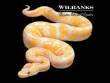 Lavender Albino 100% Het. Pied Ball Python ♀ '25