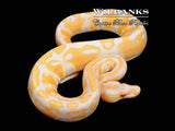 Lavender 100% Het. Clown Ball Python ♂ '25