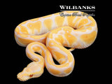 Lavender Pastel Enchi Ball Python ♂ '25